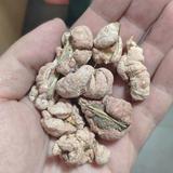 琥珀卢图咯敲钟头像