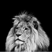 生辉的个人资料头像