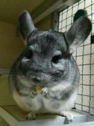 WD摩西的个人资料头像