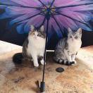 坂田銀時的个人资料头像