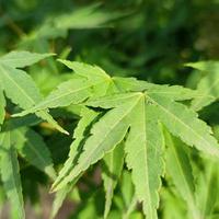 吉利S1小白头像