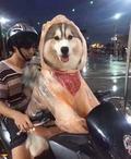 RavenLin头像