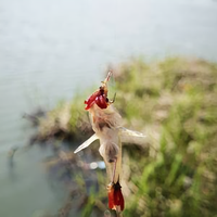 名湖钓鱼头像