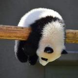 心态凯头像