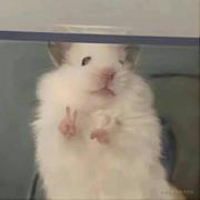 还是鼠鼠的个人资料头像