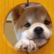 加菲猫209的个人资料头像