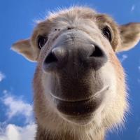 打哈哈s1314头像