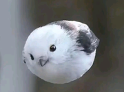 一头貔的个人资料头像