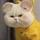 想买名爵6的猫头像
