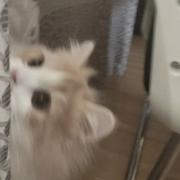 万古的个人资料头像