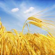 HelloWorld的个人资料头像