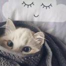 FireflyChen的个人资料头像