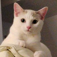 比奇堡传奇车手头像