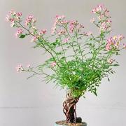 sunshine682的个人资料头像