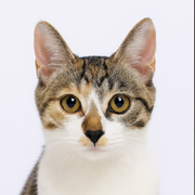 SeanWong17的个人资料头像