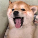 哼哼啊头像