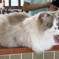 战斧不劈扣zzz头像