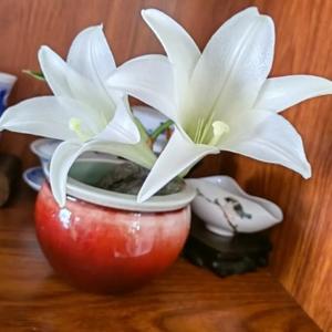 谷村新司花的歌词意思 头条搜索