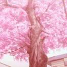 fyl就是我的个人资料头像