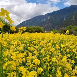 老陈侃大山头像