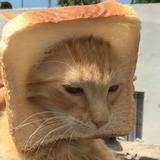 Vet刘头像