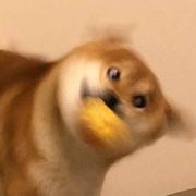 至若春和景明的个人资料头像