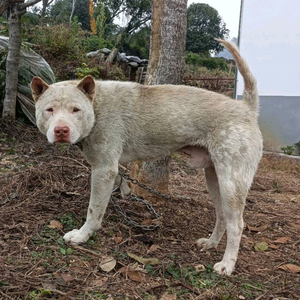 壮族田园犬头像