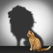 tripline的个人资料头像