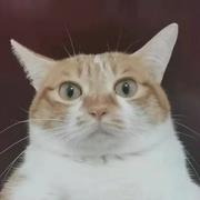 我不是闲狗的个人资料头像