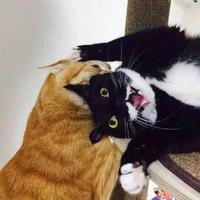 努力学习焦同学头像