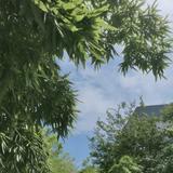 倏忽凡人头像