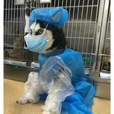 mhcd牛蛙牛杂头像