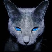 卡门的个人资料头像