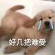 小马铃鼠 · 星瑞车主·车龄3年头像
