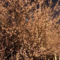 智勇双全鲸鱼EE头像