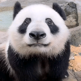 溜溜着圈圈圈头像
