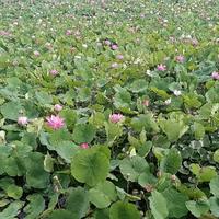 我在汽车的世界里头像