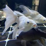 醉笑意浅头像
