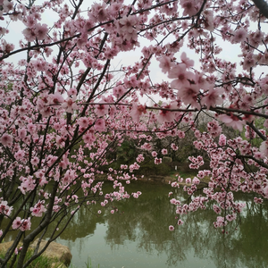 桃花庵庵主头像