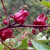 自由如意小草头像