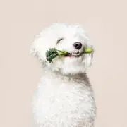 pubdreamcc的个人资料头像