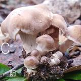 赢十准头像