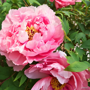 倩哥是个传说的个人资料头像