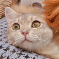 青崖踏月客头像