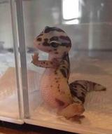 进化呆呆兽头像