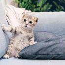 83098的个人资料头像