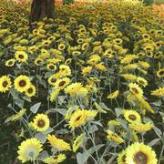 流云623的个人资料头像