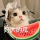幸福吃瓜的猫头像
