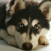 R的个人资料头像