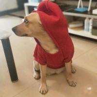 摘椰子的少年头像